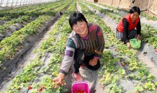 草莓的种植方法和管理方法